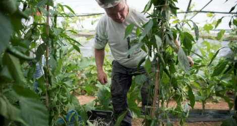 L'association Copains fait pousser des fruits et légumes bio à Porquerolles, en veillant à une bonne gestion de l'eau.