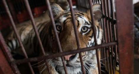 Un tigre de Sibérie dans une cage d'un cirque chinois à Dongguan, le 30 mai 2018.