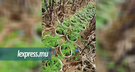 Les plantes de cannabis ont été retrouvées dans un champ de canne de la région de Mare-Tabac, lundi 16 juillet.
