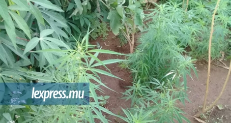 Les plants de cannabis mesuraient entre 50 cm et un mètre.