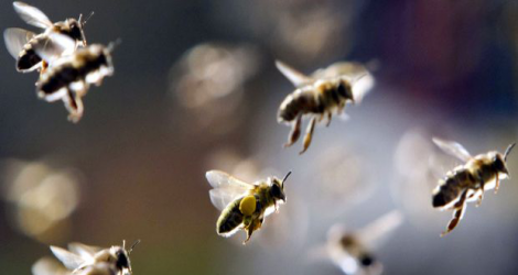 (Photo d’illustration) L’essaim d’abeilles se trouvait sous une feuille de tôle dans la cour de la victime. 