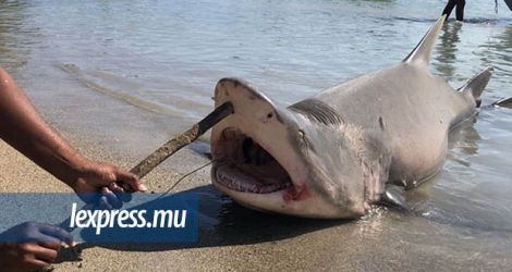 Ce requin bouledogue a été pris le 16 août, à Grand-Gaube. Ce requin n’est pas sur la liste des espèces menacées d’extinction.