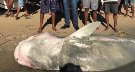 Un requin tigre femelle, avec une trentaine de petits dans le ventre, a été retiré de l’eau, à Grand-Gaube, mercredi 22 août.