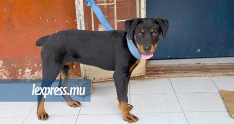 Le Rottweiler de trois mois, qui faisait partie du butin des voleurs, a été retrouvé à Ste-Croix, hier, 5 septembre.