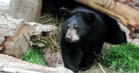 Photo d'un ours noir (Ursus americanus) diffusée par l'US Fish and Wildlife Service.