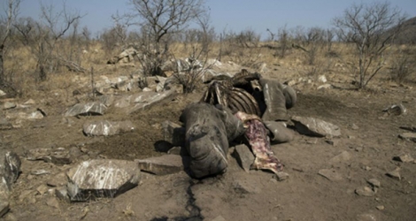 La carcasse d'un rhinocéros blanc abattu par des braconniers pour récupérer ses cornes, dans le parc national Kruger, en Afrique du Sud, le 21 août 2018.