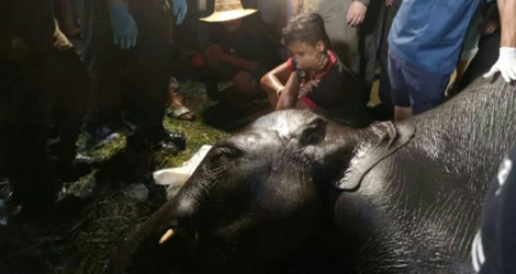 Photo fournie le 15 septembre 2018 par le groupe de sauveteurs civils Ruamkatanyu, prise le 14 septembre 2018, montrant un cornac (C) près du corps d'un jeune éléphant électrocuté dans la province de Samut Prakhan en Thaïlande.