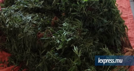 Les plantes de cannabis déracinées à Balfour.