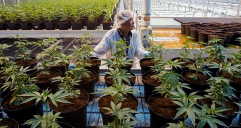 Des plants de cannabis dans l'entreprise Up's à Lincoln, dans l'Ontario, le 12 octobre 2018 au Canada.