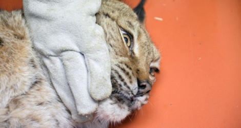 Un lynx blessé soigné au centre Athénas, le 11 janvier 2018 à Lons-le-Saunier, dans le Jura.