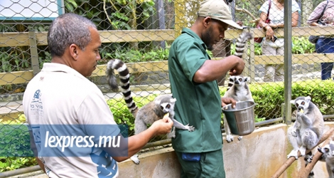Les visiteurs peuvent nourrir les lémuriens à La Vanille Nature Park.