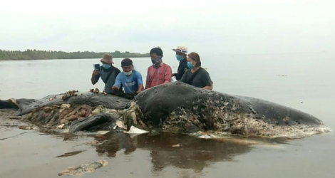 Le corps d'un cachalot mort avec 6 kg de matières plastiques dans le ventre, échoué le 19 novembre 2018 sur une côte d'Indonésie.