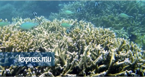  La question qui se pose alors qu’El Niño se rapproche est quels seront ses effets sur les coraux.