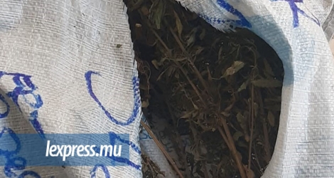 Plants de cannabis et autres produits illicites ont été détruits aux Casernes centrales, le mercredi 16 janvier.