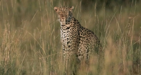 Un léopard du Masai-Mara, au Kenya, 23 janvier 2018. 