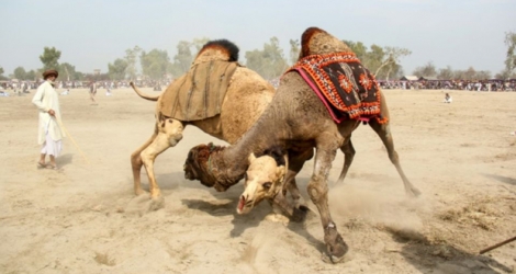 Deux chameaux se battent le 10 février 2019 lors d'un festival au Pakistan.