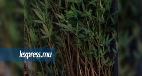Plusieurs plantes de cannabis ont été déracinées par les limiers de la FIO.