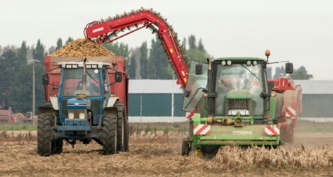Des agriculteurs récoltent des pommes de terre dans un champ près de Lille, le 23 septembre 2016
