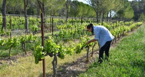 Un technicien de l'INRA examine les vignes du centre de recherche de Restinclières, proche de Montpellier, dans l'Hérault, le 18 mai 2019.