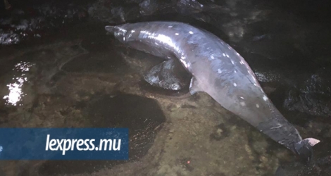  Le dauphin a été découvert dans la soirée de ce mardi 28 mai