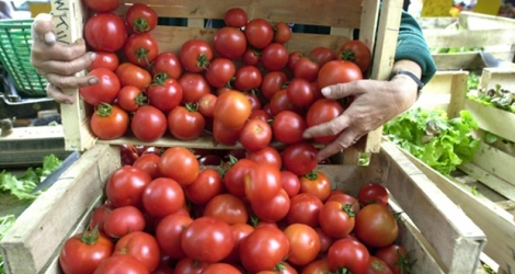 Un cageot de tomates de culture biologique, le 29 septembre 2000, sur un étal d'un marché à Caen.