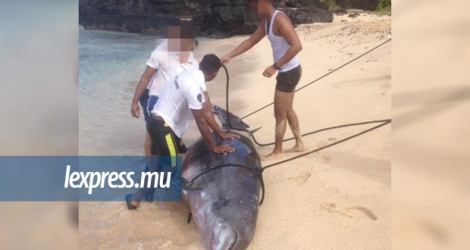 C’est hier, mardi 28 mai, que les deux mammifères marins avaient été retrouvés sur la plage de Gris-Gris.