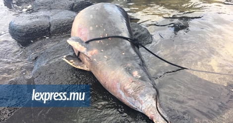 Cette baleine à bec, retrouvée mardi, avait deux trous à l’abdomen, ce qui semble avoir provoqué sa mort.