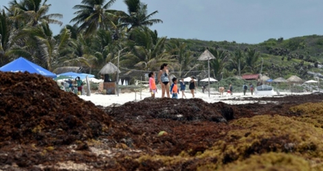 La plage de Tulum envahie par les sargasses, le 16 mai 2019 au Mexique.