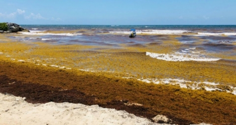 Des sargasses recouvrent les plages de Tulum, au Mexique, le 24 mai 2019.