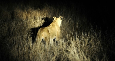 Une lionne dans le parc national Kruger en Afrique du sud, photographiée le19 juillet 2011.