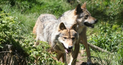 Loups au parc animalier des Angles, le 18 juin 2015.