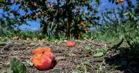 Des abricots abîmés par l'orage à La-Roche-de-Glun le 16 juin 2019.