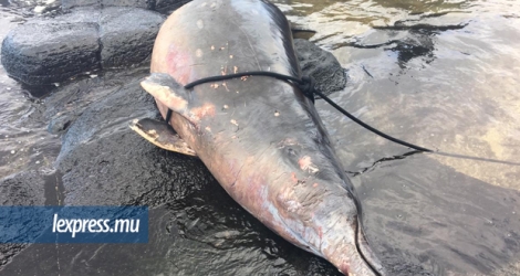 Des baleines ont été retrouvées fin mai à Gris-Gris.