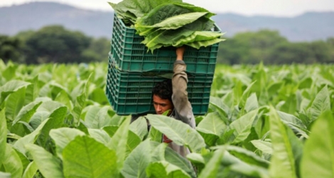 Un ouvrier agricole transporte une caisse de feuilles de tabac dans une plantation à Esteli, au Nicaragua, le 17 mai 2019.