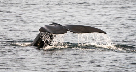 Une deuxième baleine noire, retrouvée morte dans les eaux canadiennes.