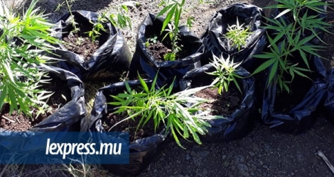 Photo d’illustration: les policiers ont découvert deux plantes de cannabis chez lui.