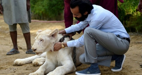 Bilal Mansoor Khawaja caresse l'un des lions blancs de son zoo privé, le 20 mai 2019 à Karachi, au Pakistan afp.com/Rizwan TABASSUM.
