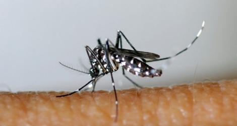 Un moustique tigre (Aedes albopictus), sur une image diffusée le 26 mars 2013 par l'Entente interdépartementale pour la démoustication du littoral méditerranéen (EID Méditerranée).