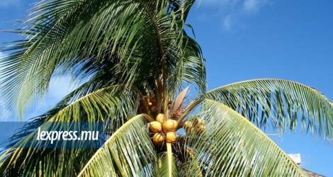 (Photo illustration) Le jeune habitant de Riambel est tombé d'un cocotier.