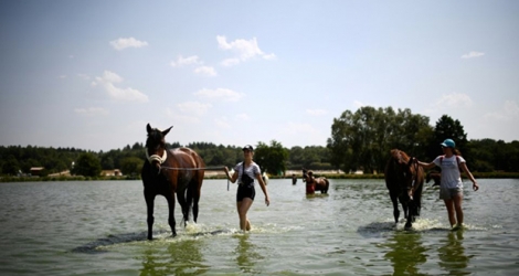 Des chevaux se rafraîchissent dans un étang à Lamotte-Brevron, où se déroule l'Open de France d'équitation, le 25 juillet 2019.