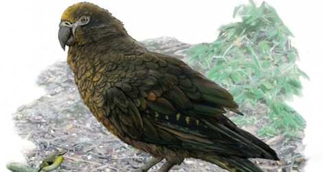 Desssin d'un perroquet géant réalisé par le professeur Brian Choo et publié le 7 août 2019 par l'Université Flinders.