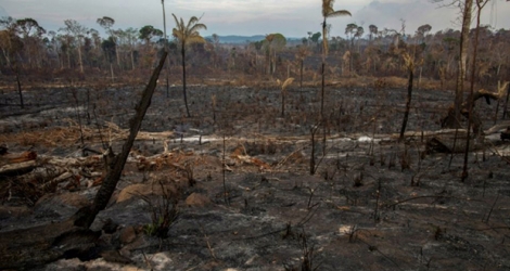 Un secteur brûlé de la forêt amazonienne, près de Novo Progresso, le 25 août 2019 au Brésil.