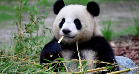 Photo d'archive prise le 10 juillet 2017 au zoo de Berlin montrant Meng Meng, une femelle panda. Le zoo a annoncé mardi que Meng Meng était enceinte et devrait accoucher d'ici deux semaines. 