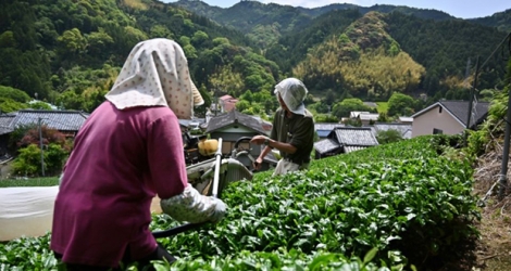 Récolte de feuilles de thé matcha, le 16 mai 2019 à Fujieda au Japon.