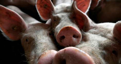Jusqu'à six mois de prison ferme ont été requis au tribunal correctionnel d'Evreux contre quatorze militants animalistes de l'association «Boucherie abolition» pour des dégradations commises dans trois élevages de volailles et de porcs.