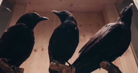 Oiseaux empaillés au musée zoologique de Strasbourg, qui a projeté dans une de ses salles 