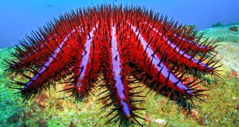 [Photo d'illustration] La «crown-of-thorns starfish, bien qu’indigène, peut aussi être envahissante.