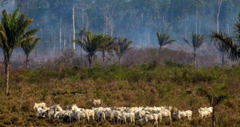 Un troupeau se tient près d'une zone brûlée de la forêt amazonienne près de Novo Progresso au Brésil le 25 août 2019.