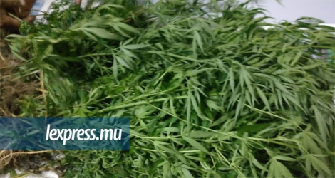 Les plants de cannabis se trouvaient dans un champ de cannes.