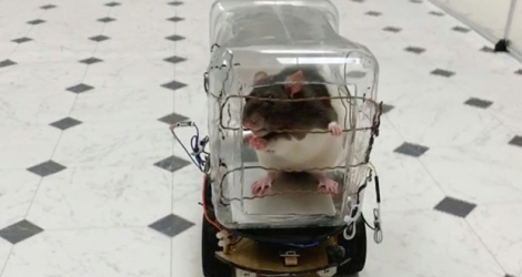 Un rat de laboratoire conduit une mini-voiture, le 1er octobre 2019 à Richmond, en Virginie.